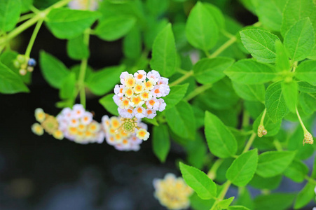 兰塔纳卡马拉花在绿色花园里。