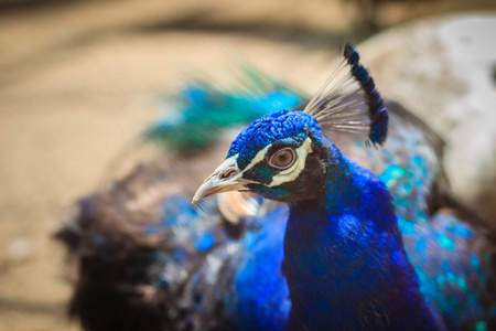 贴近年轻孔雀雄鸟美丽的脸，蓝色羽毛。