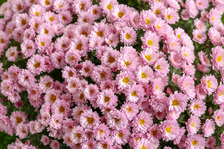 美丽的芳香菊花束特写图片