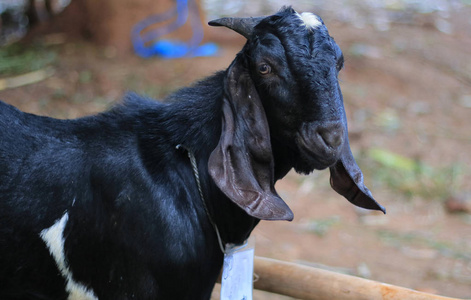 hewan卡康山羊(capraaegagrushircus)是印度尼西亚和马来西亚的土著人