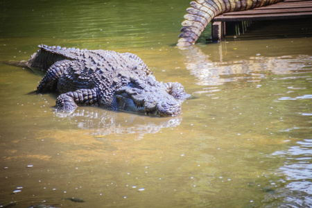 大型鳄鱼躺在静水中日光浴。 一条大鳄鱼半埋在水里，等待猎物。
