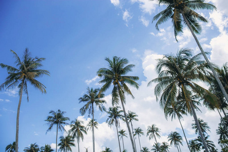 蓝天上的椰子树，颜色背景。