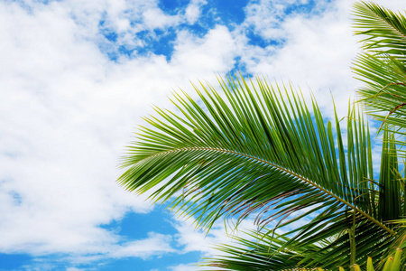 椰子叶在蓝天上，阳光下美丽。