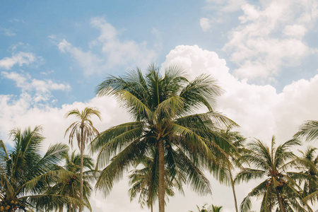 椰子树在阳光下与天空在夏天。
