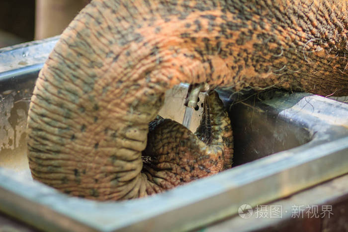 白化象从水龙头饮水使用它的树干大象用它的树干喝自来水