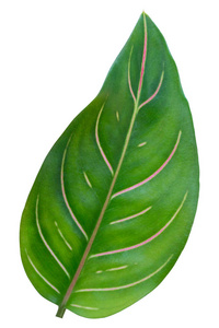 绿色热带树叶物体孤立在白色背景上。 裁剪路径
