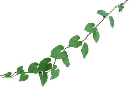 爬藤类植物素材图片