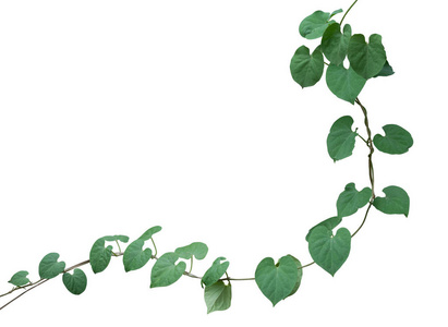 爬藤类植物素材图片