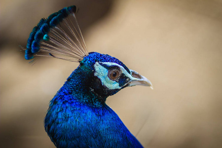 孔雀养殖场蓝羽毛的年轻孔雀雄性。 公共公园里美丽的年轻孔雀雄性。