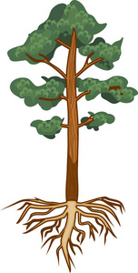 松树树的根有根系的松树照片