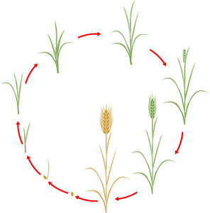 从种子到成熟黑麦植物的生长阶段照片