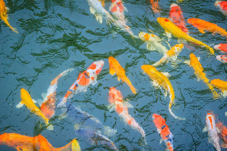 五颜六色的锦鲤鱼在池塘里游泳照片