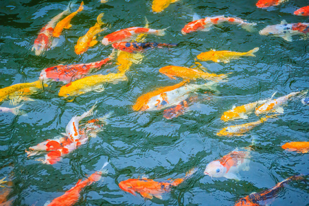 饿了鲤鱼鱼一群五颜六色的花鱼在湖里游泳.