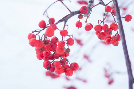 冬天在雪地上漫游