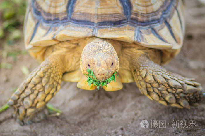 非洲刺龟centrochysuracata又称龟