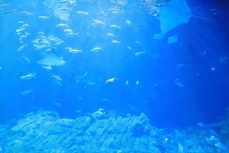 主题公园的蓝色水族馆图片