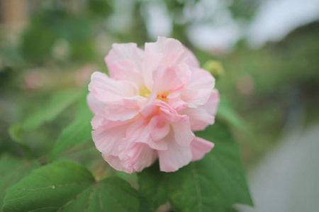 在阳光下花园里的粉红色木槿花