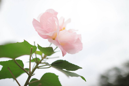 在阳光下花园里的粉红色木槿花