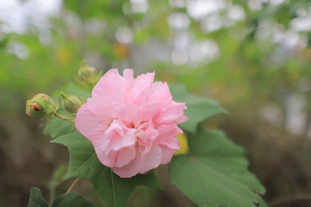 在阳光下花园里的粉红色木槿花