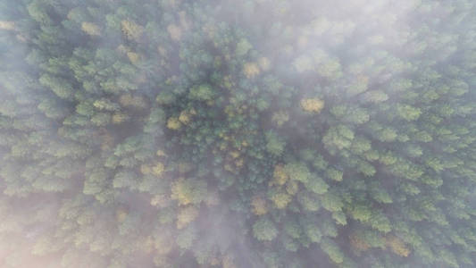 泰加在秋天。 晨雾。 空中观景。