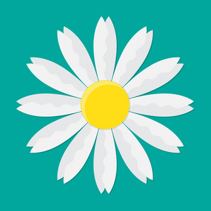 白色雏菊洋甘菊图标. 矢量图. 扁平风格的可爱的花.照片