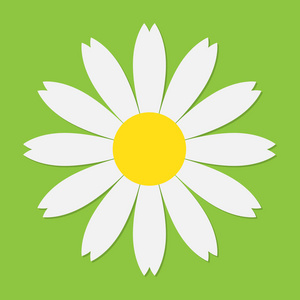 洋甘菊图标白色雏菊洋甘菊图标. 矢量图. 扁平风格的可爱的花.照片