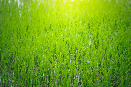软焦模糊关闭黄绿色稻田。 青草生长水稻花背景的质地。 天然的，抽象的，柔软的，绿色的，阳光明媚的背景，有草和淡点的露水