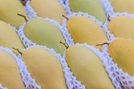 受欢迎的品种图片