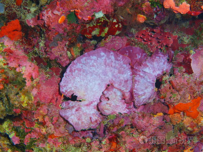 印度尼西亚北苏拉威西布纳肯岛石珊瑚的神奇而神秘的水下世界
