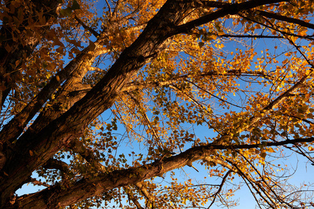 秋天森林里美丽的树木，日落时灿烂的阳光