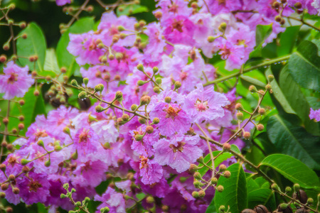 s crapemyrtle, banaba plant for Philippines, or Pride of India