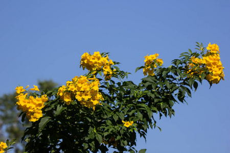 黄色的花朵，黄色的长者，黄色的铃铛，或喇叭花，科学的名字是Tecoma斯坦。