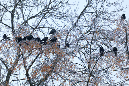 乌鸦在树上,黑鸟照片
