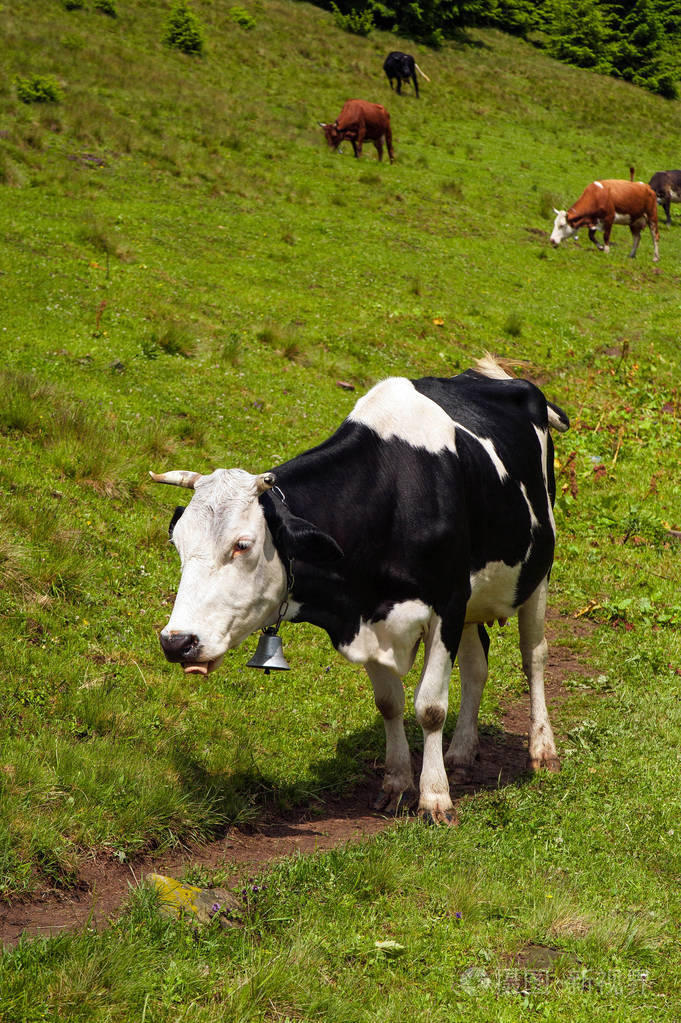 在一个美丽的阳光明媚的日子里,牛群在森林附近放牧着郁郁葱葱的草地.