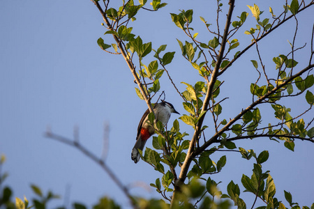 红须球鸟在树上，刺