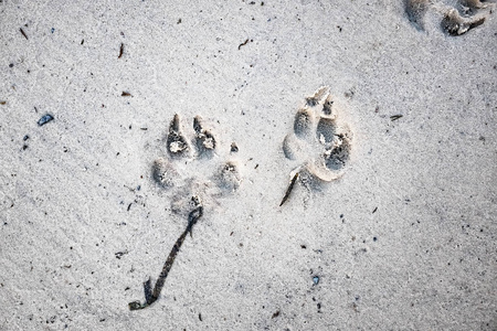 狗在沙子上的脚印，近景