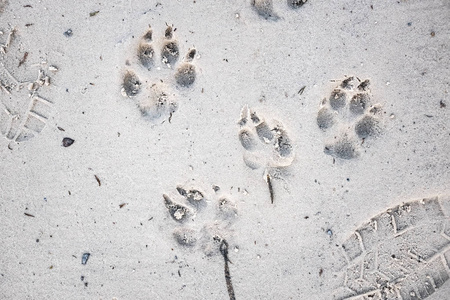 狗在沙子上的脚印,近景照片