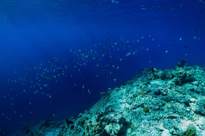 海底海洋世界，珊瑚礁海洋热带鱼群