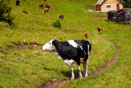 牛在喀尔巴阡山脉的牧场放牧。在一个美丽的阳光明媚的日子里，牛群在森林附近放牧着郁郁葱葱的草地。