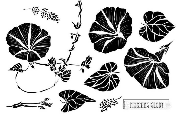 装饰牵牛花设置设计元素可用于卡片邀请横幅海报印刷设