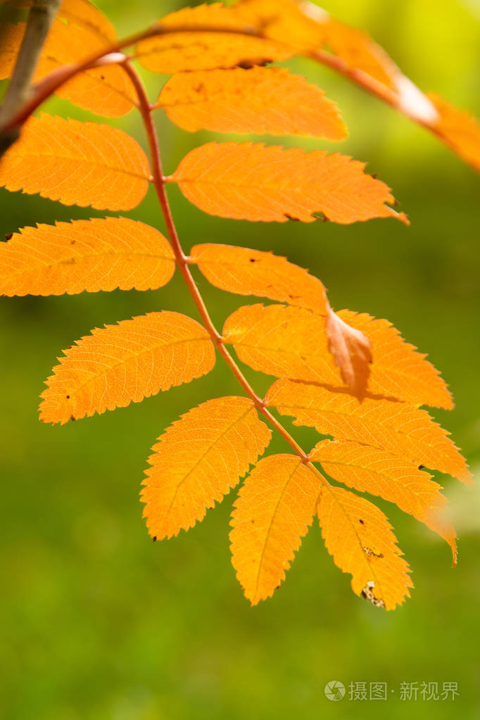 秋季森林落叶乔木景观照片-正版商用图片14ir0v-摄图新视界