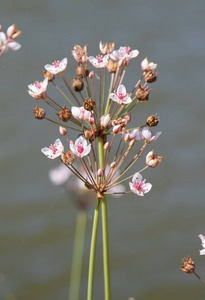 野花夏季景观自然