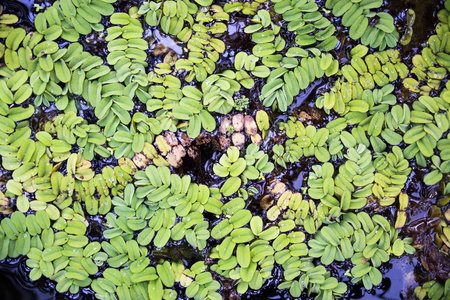 池塘里的浮萍池塘里的绿萍照片