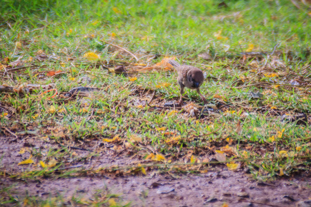 欧亚树雀鸟在湿地的草地上寻找食物,它是麻雀家族中的一只过路鸟,有着