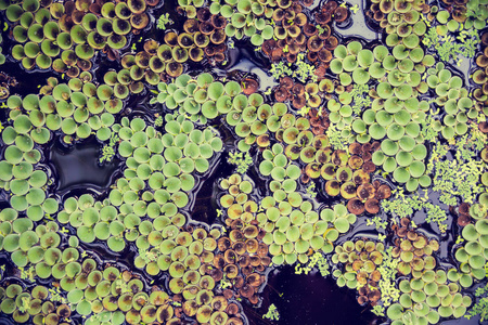 池塘里的浮萍池塘里的绿萍照片