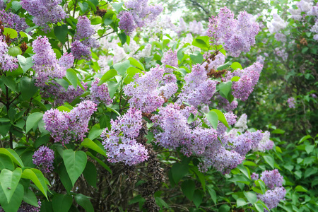 树上鲜艳的丁香花