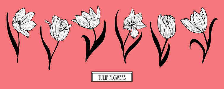 装饰郁金香花卉设置设计元素。 可用于卡片邀请横幅海报印刷设计。 线条艺术风格的花卉背景