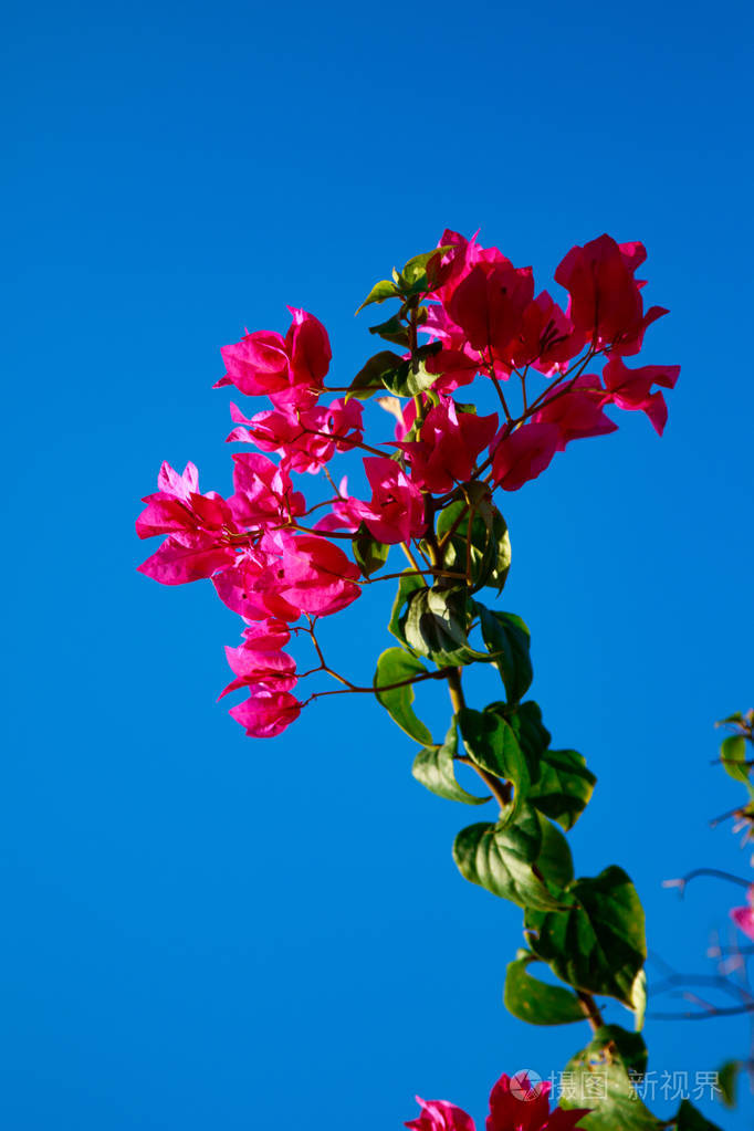 鲜艳的花朵景观