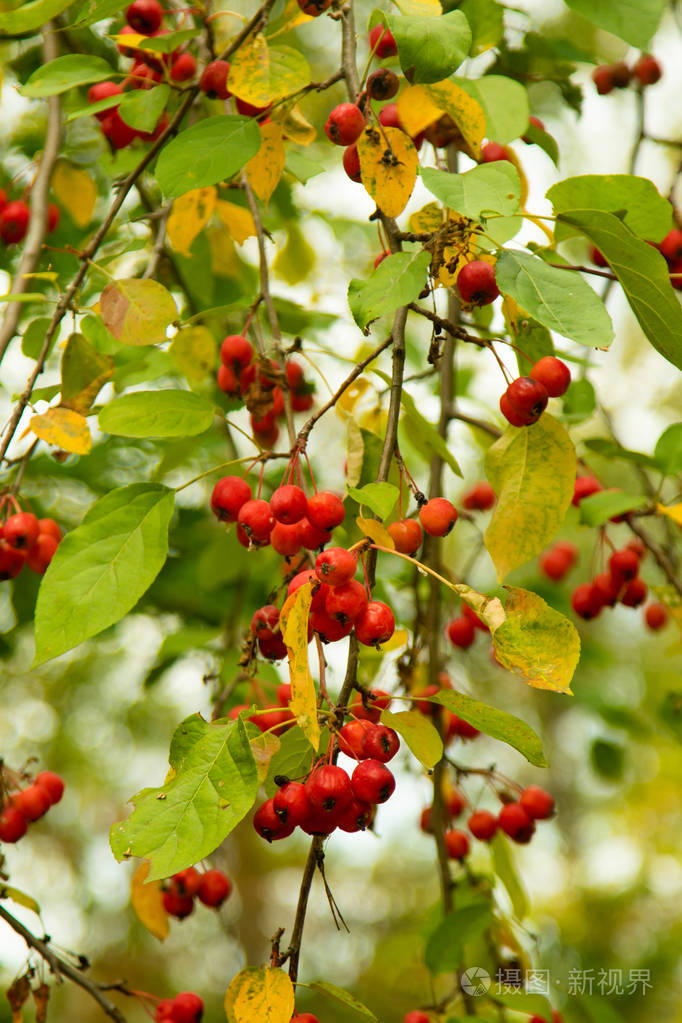 树上成熟的小苹果