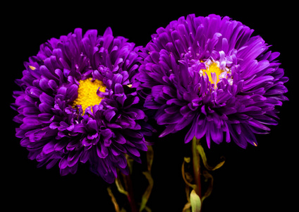 在黑色背景上分离的紫菀花